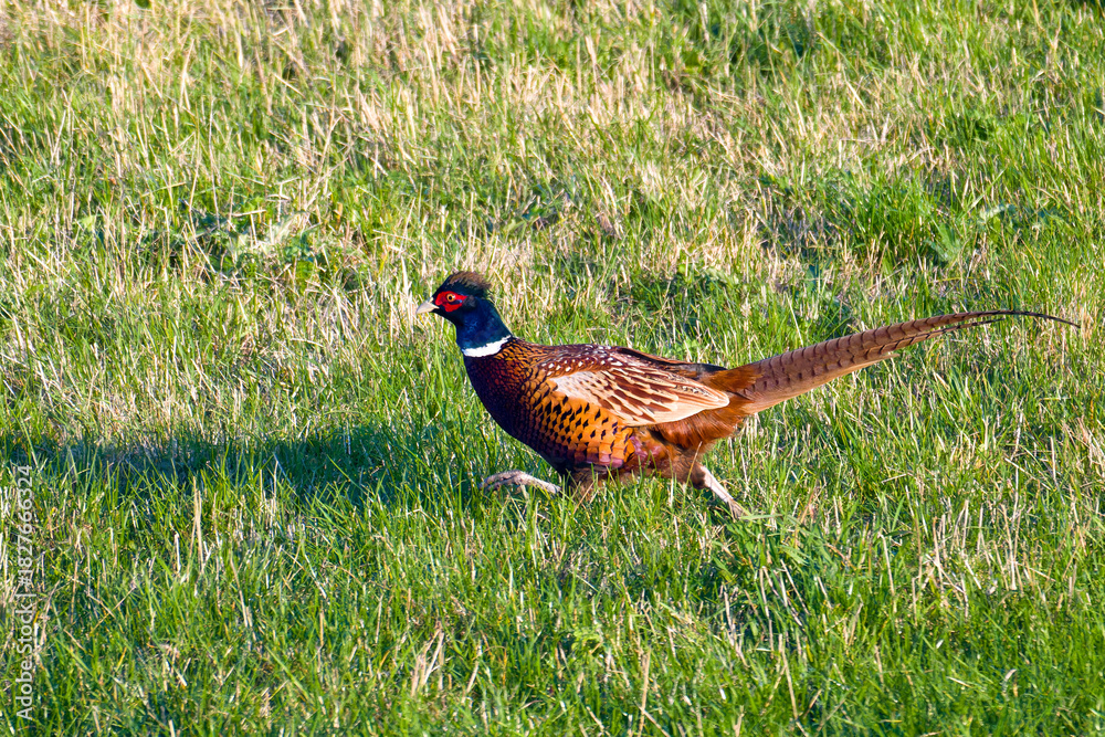 custom made wallpaper toronto digitalMännlicher Jagdfasan rennt über eine Wiese in der Abendsonne