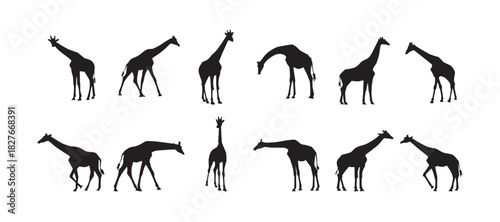 Giraffes walking silhouette, black vector illustration, African wildlife animal, giraffe herd design, safari theme art, wild nature background, Vector Illustration.