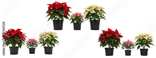 Poinsettia plants in black pots, arranged in groups. The plants have red, white and pink bracts.