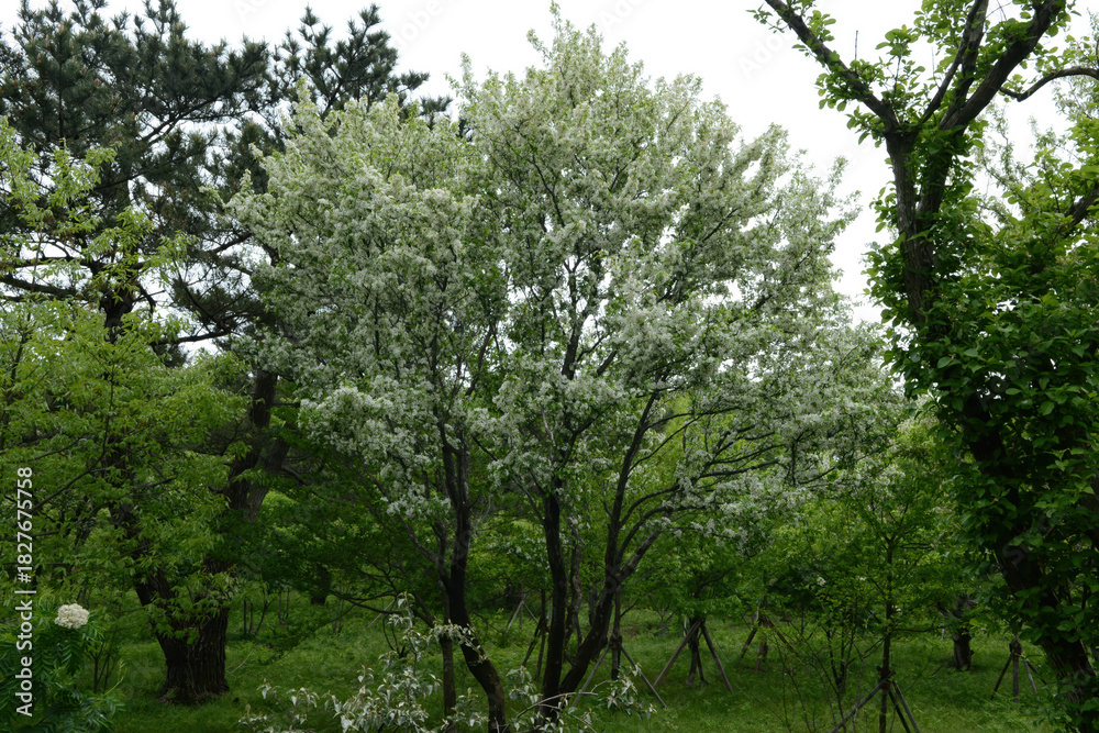 Fototapeta premium Malus sieboldii shown as a compact deciduous shrub with pink blossoms and small red fruits, often used ornamentally. Photographed in Korea.