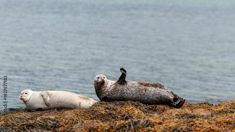 Fototapeta premium Seal waving in Iceland Fjords 