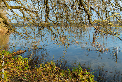 Bare branches are reflected in the calm waters of a lake. 