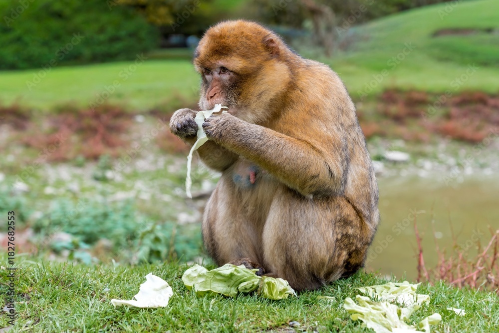Naklejka premium lively macaque exhibits bold posture while munching on cabbage leaves next to tranquil pond