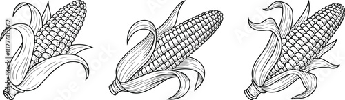 Corn Cob Vector Illustration Set, Hand Drawn Maize Sketch, Black and White Agriculture Design, Sweet Corn Harvest, Farm Food Icon