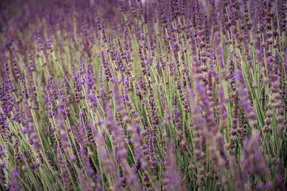 Fototapeta premium Soft Pastel Lavender Field in Bloom With Dreamy Depth of Field