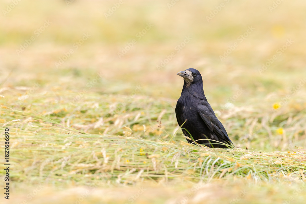 Fototapeta premium Rook standing in dry cut grass field Haczow Poland