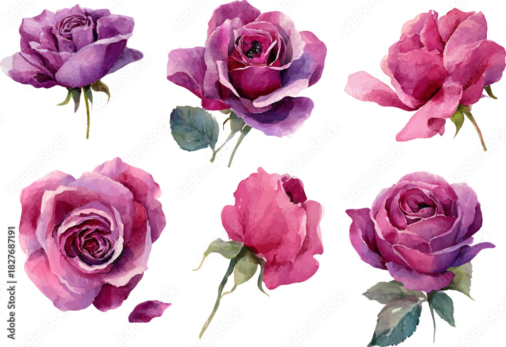 Fototapeta premium set of pink roses isolated