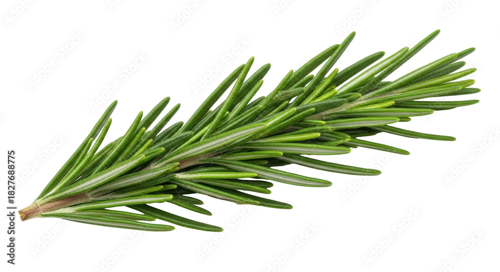 Fototapeta premium Isolated fresh rosemary sprig with natural green hue for culinary and aromatherapy uses