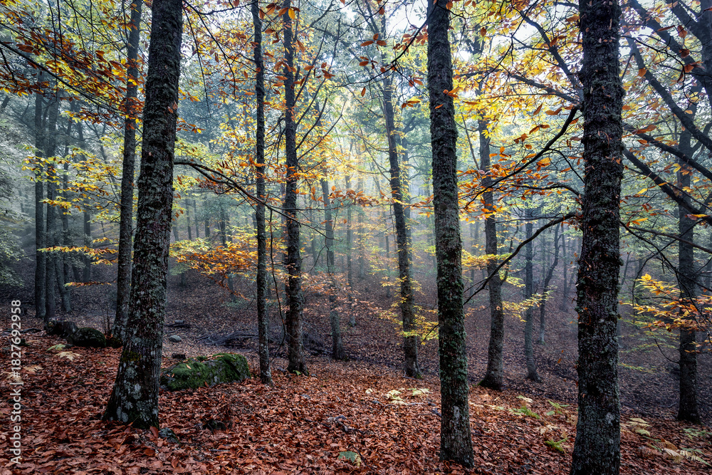 Fototapeta premium Nebllina en el castañar