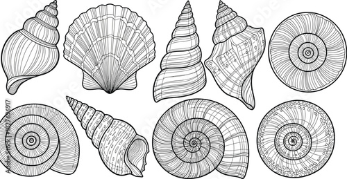 Nine detailed seashell illustrations with unique shapes and textures for marine biology, nature design and decorative art, flat vector