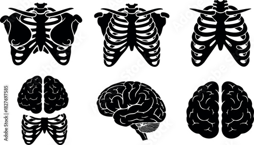 Human skeleton and brain anatomy black silhouette set includes rib cage and brain side view front and back vector illustration