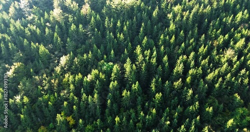 Aerial view flying over green pine forest