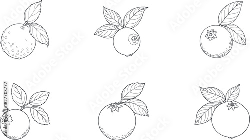 Different poses of blueberries blank line art set vector