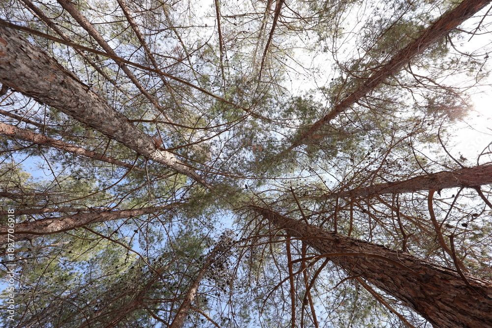 Fototapeta premium Looking Up at Tall Pine Tree Canopies