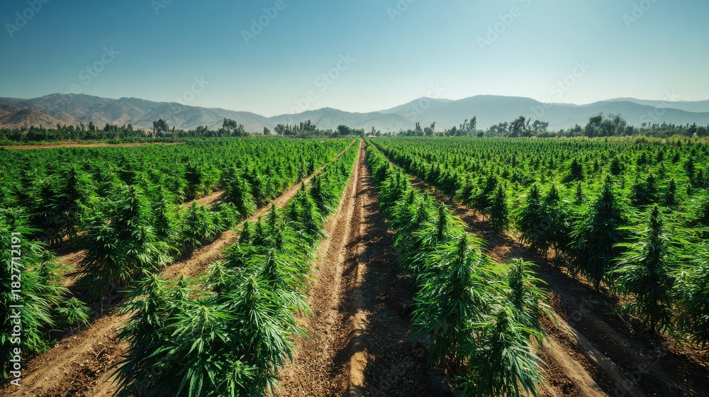 Fototapeta premium Vast outdoor cannabis farm stretches towards distant mountains under the bright sunlight, showcasing agricultural landscape and cultivation efforts, under a clear sky.