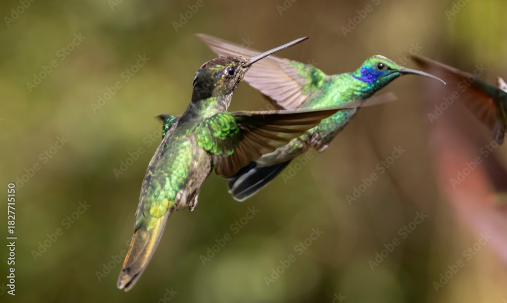 Fototapeta premium hummingbirds in flight
