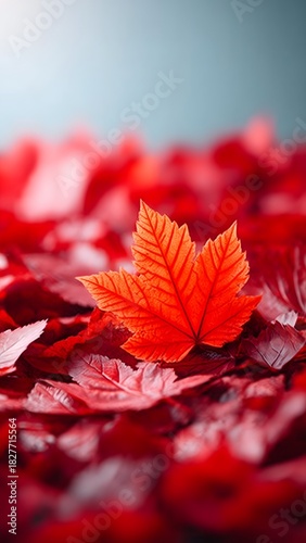 Red maple leaves in morning light — vertical autumn background, sky gap