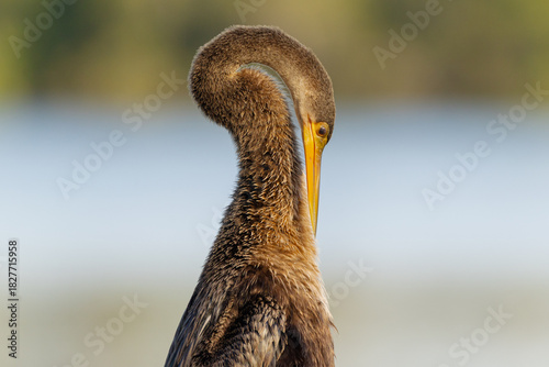Anhinga scratching an itch