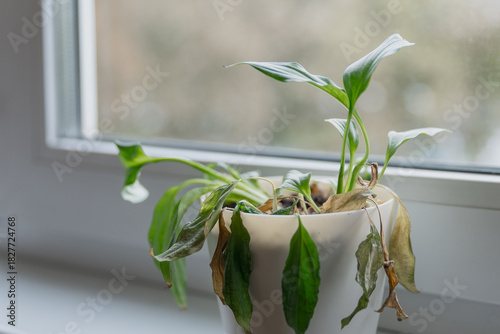 Fotografie A wilted potted plant sits on a windowsill