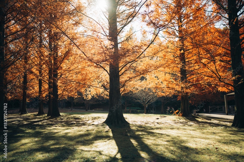 Fototapeta premium メタセコイア