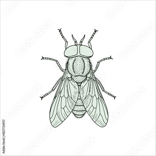 fly sketch artwork vector illustration	