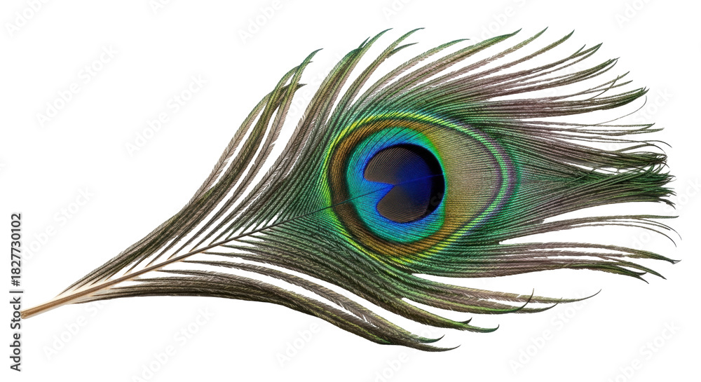 Fototapeta premium Isolated peacock feather, nature concept - vibrant shimmering eye, natural iridescent tones