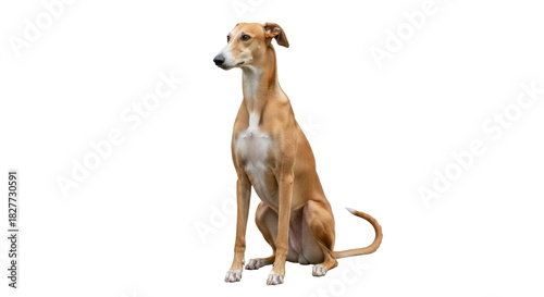 Fotografie Isolated portrait of a brown Galgo Español dog sitting calmly indoors, facing le