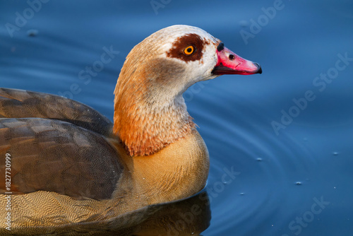 Nilgans auf dem Teich