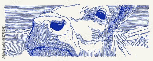 A blue and white drawing of a cow's face. The cow's nose is shown in detail. vector illustration