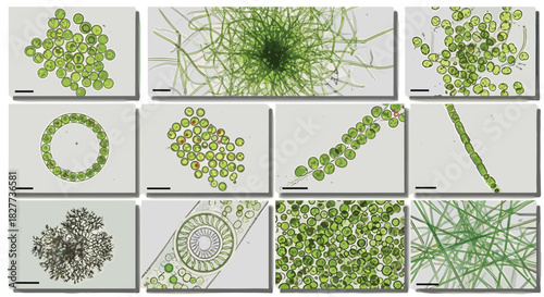 Microscopic photomicrograph collage displaying diverse green microalgae and filamentous cyanobacteria species, illustrating cellular biology, phycology, aquatic life, and biotechnology research in lab