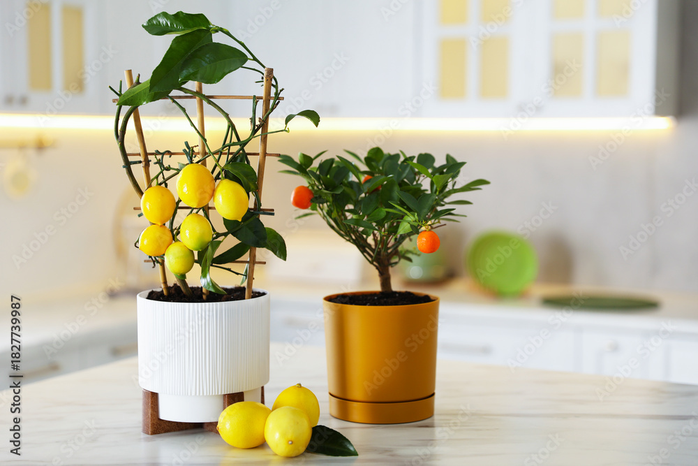 Fototapeta premium Potted citrus trees and ripe fruits on white marble table in kitchen, space for text