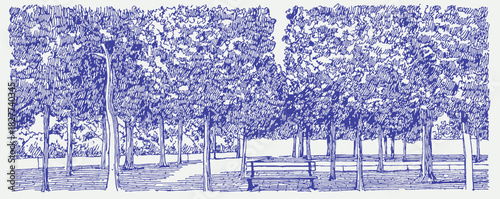 A blue and white drawing of a forest with trees. The trees are in a row and there is a bench in the middle of the forest. vector illustration
