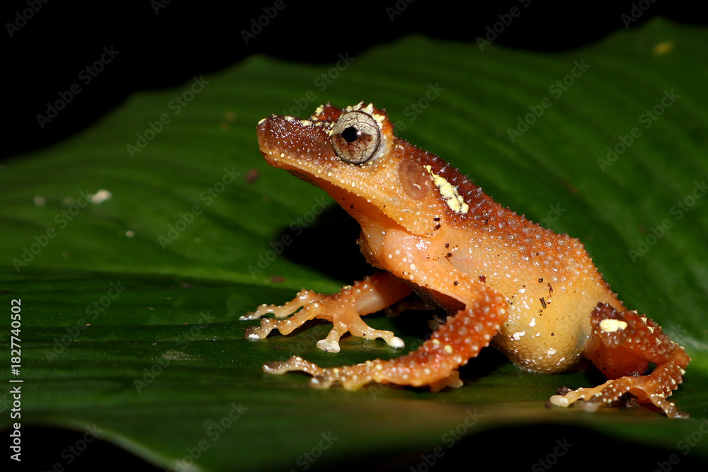 Obraz premium Close-up of a wild pearls tree frog (Nyctixalus margaritifer) on a green leaf, Pearl Frog (Nyctixalus margaritifer) an endemic frog in java island, Nocturnal portrait of the Nyctixalus margaritifer