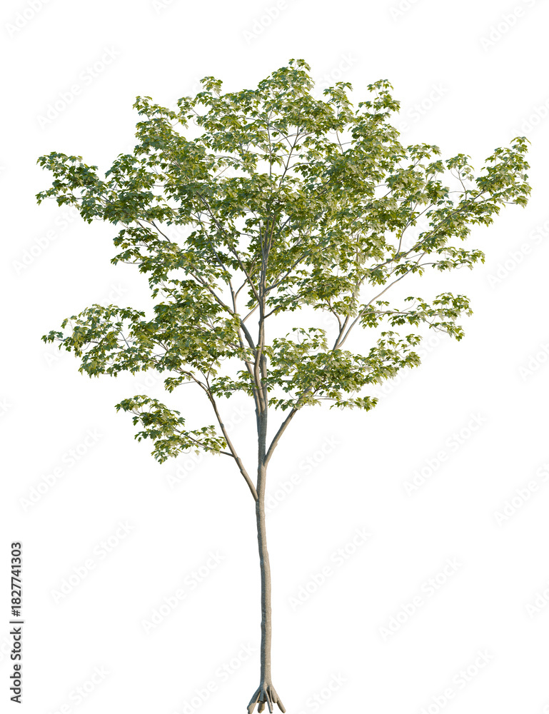 Fototapeta premium Acer pseudoplatanus tree front view, cutout, 4k png, transparent background, isolate, Maple tree with vibrant green leaves, perfect for landscape designs now