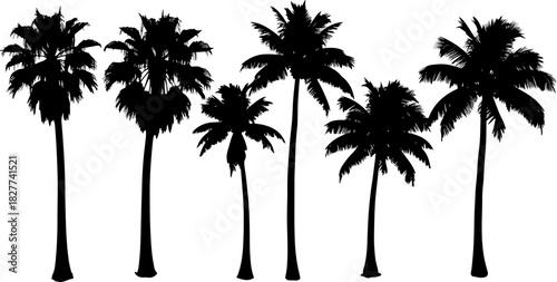Collection of Diverse Palm Tree Silhouettes Against a White Background, Tropical Beach Vegetation