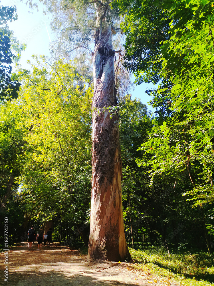 Fototapeta premium A striking tall tree stands majestically in a lush green forest, sun dappled path. Evokes natures strength, resilience, and growth. Perfect for environmental or inspirational themes.