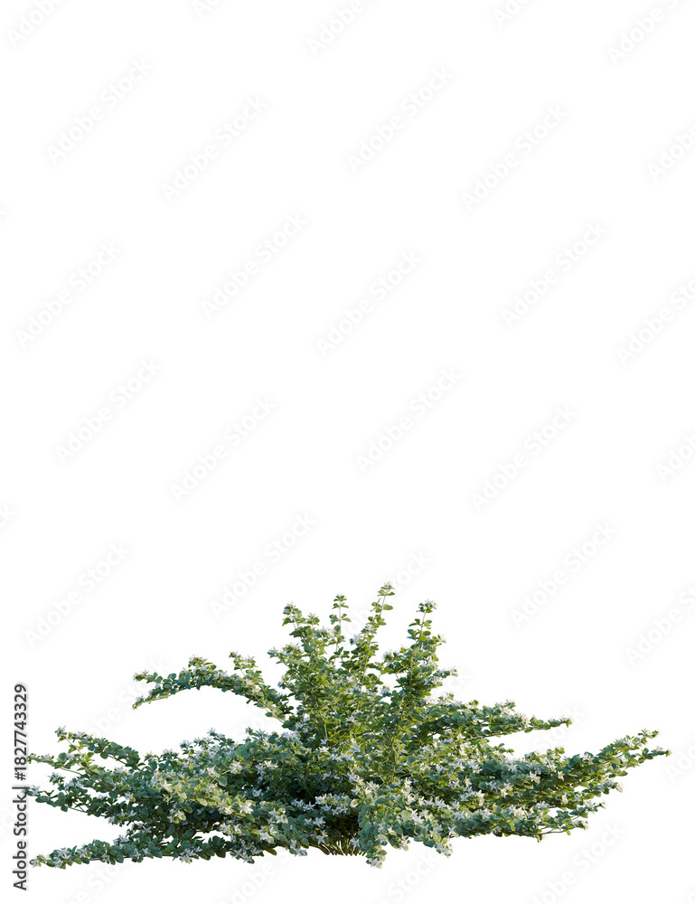 Obraz premium Correa alba tree front view, cutout, 4k png, transparent background, isolate, Ornamental flowering bush with white blossoms for garden design projects