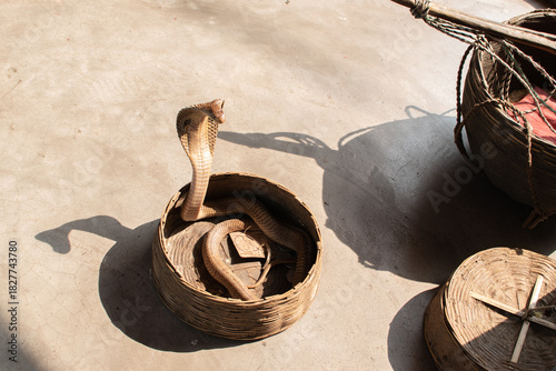 Foto A cobra rises from a woven basket, casting a dramatic shadow on the ground, Traditional tools of a snake charmer lie nearby, creating a rustic and captivating scene in warm sunlight
