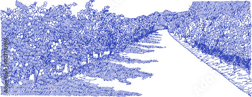 A blue and white drawing of a road with trees on either side. The road is lined with trees and he is a country road. vector illustration
