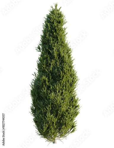 Juniperus communis tree front view, cutout, 4k png, transparent background, isolate, Striking green Italian cypress tree for serene landscape designs projects