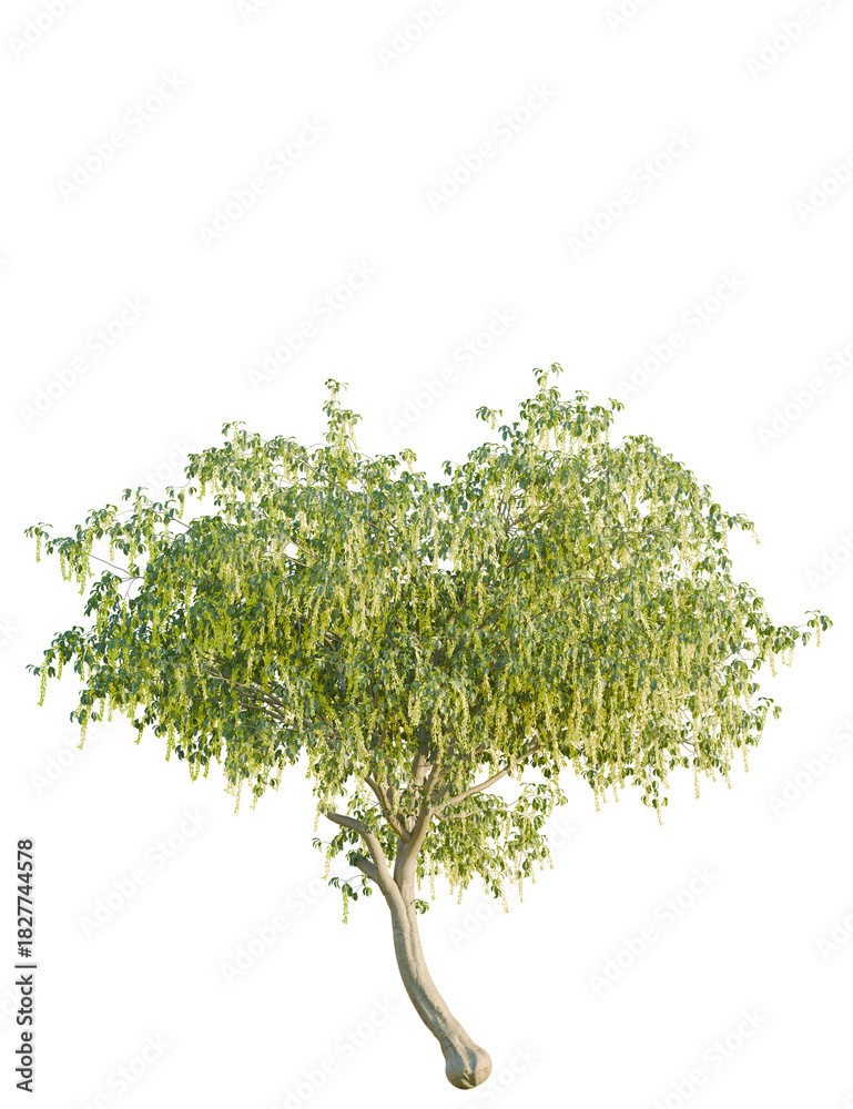 Obraz premium Laburnum alpinum tree front view, cutout, 4k png, transparent background, isolate, Solitary tree with vibrant green leaves adds natural beauty to designs