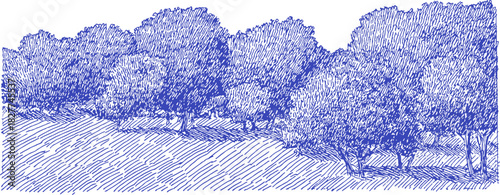A blue drawing of trees and a field. The trees are in the foreground and the field is in the background. vector illustration