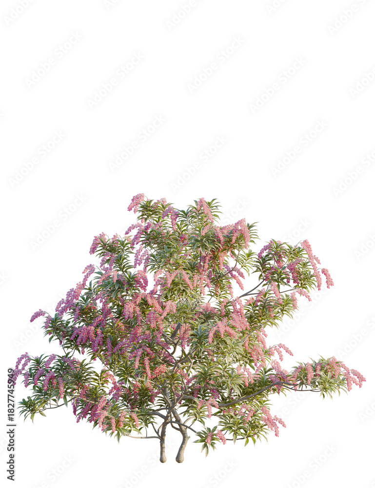 Fototapeta premium Pieris japonica tree front view, cutout, 4k png, transparent background, isolate, Cascading pink blossoms adorn a lush tree canopy, creating a vibrant scene