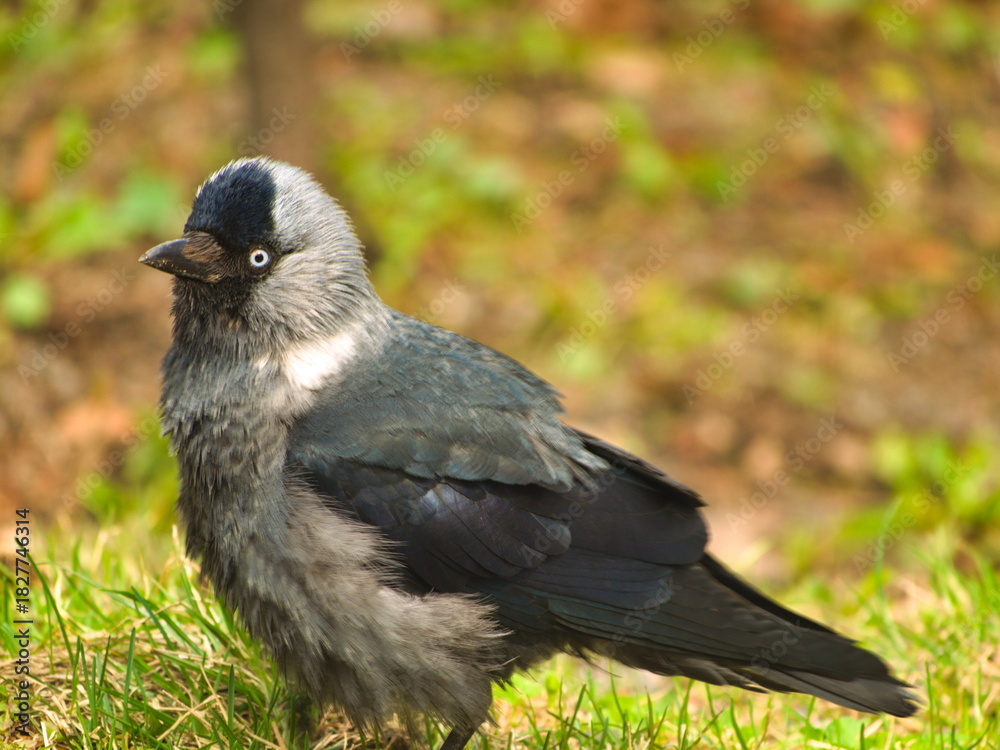 Fototapeta premium A curious jackdaw approaches the cameraman