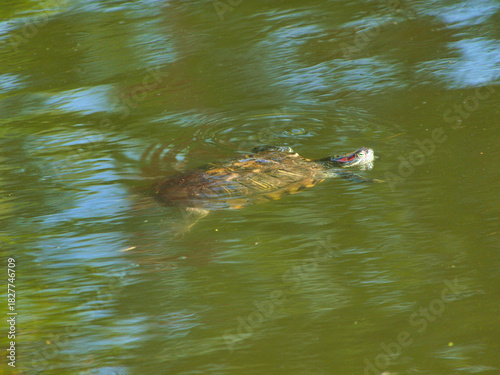 A Turtle is swimming in a lake