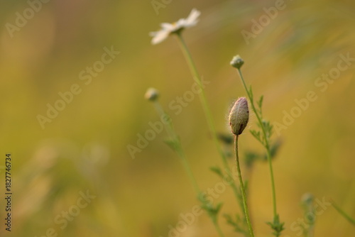 bocciolo di papavero in primavera