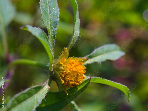 A photo of Bidens tripartita flower