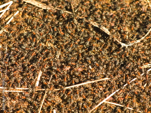 Ants being busy on the ground