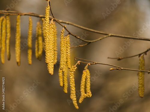 Birch catkins in early spring