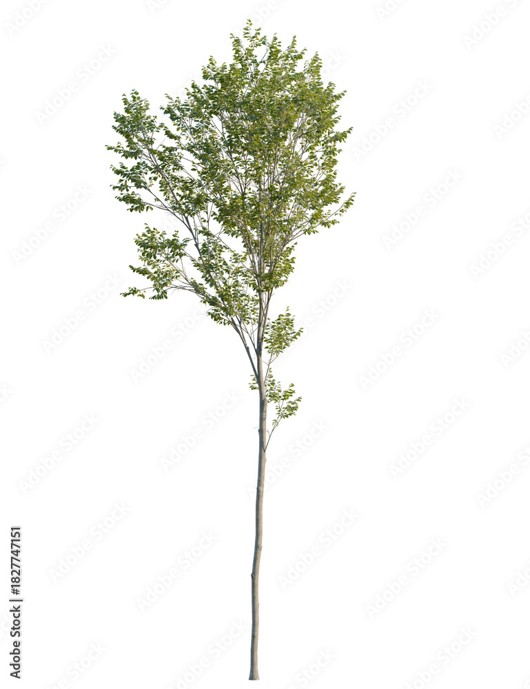 Fototapeta premium Ulmus pumila tree front view, cutout, transparent background, 4k isolate, Lush green tree reaching for the sun, perfect for landscape designs